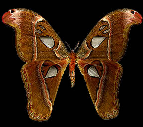 Attacus Atlas
